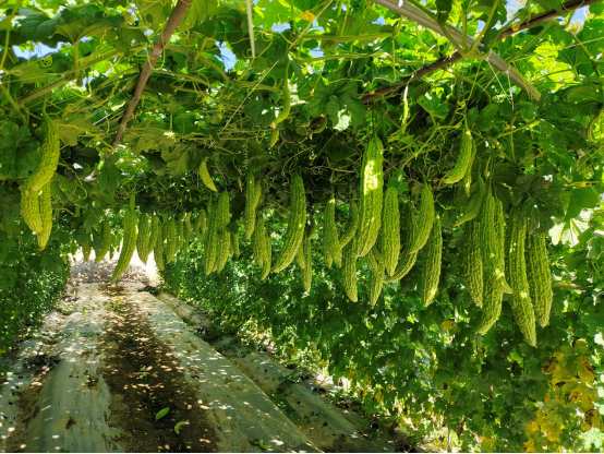 裕盈130精选特码预测